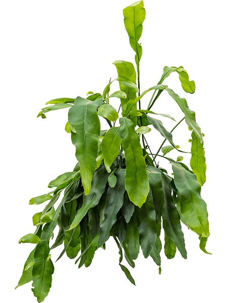 Epiphyllum oxypeltatum, Ampel, im 25cm Topf, H�he 50cm, Breite 60cm