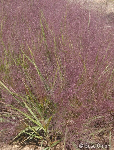 Eragrostis spectabilis, Purpur-Liebesgras