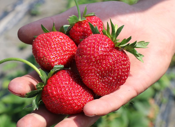 Planter des fraisiers Fraisier Frutium Bonneure Lubera
