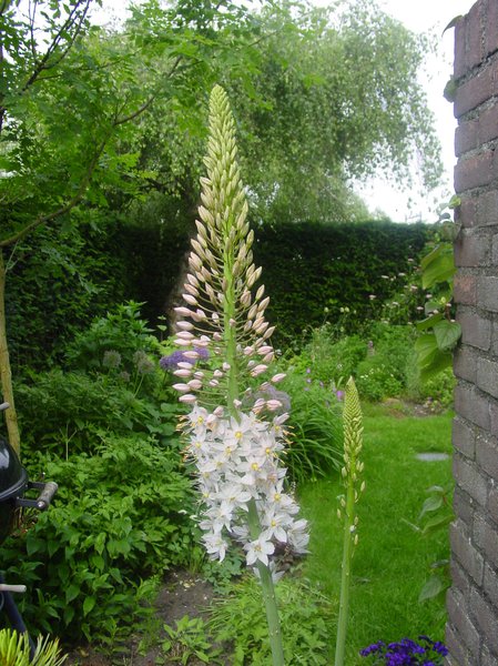 Riesen-Steppenkerze