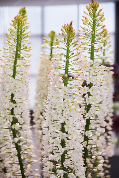 Eremurus himalaicus, Bl�tenkerzen, modif
