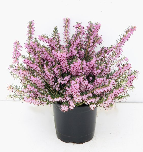 Winterbl�hende Heide 'Darley Dale'