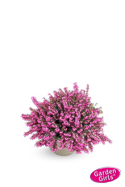 Winterbl�hende Heide 'Kramer's Rote'