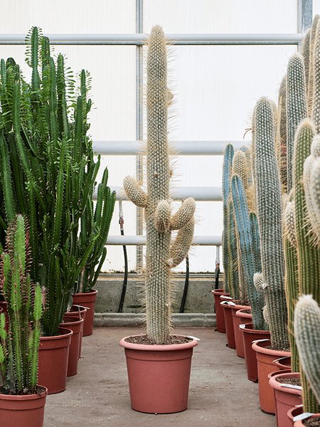 Espostoa lanata (130-160), Verzweigt, im 32cm Topf, H�he 145cm, Breite 50cm