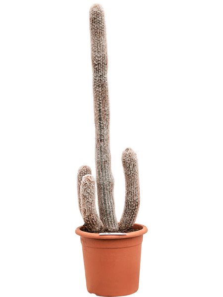 Espostoa laticornua, Verzweigt, im 32cm Topf, H�he 130cm, Breite 40cm