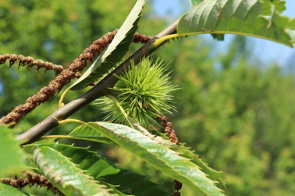 Ch&acirc;taignier Ch&acirc;taigne (Castanea sativa)