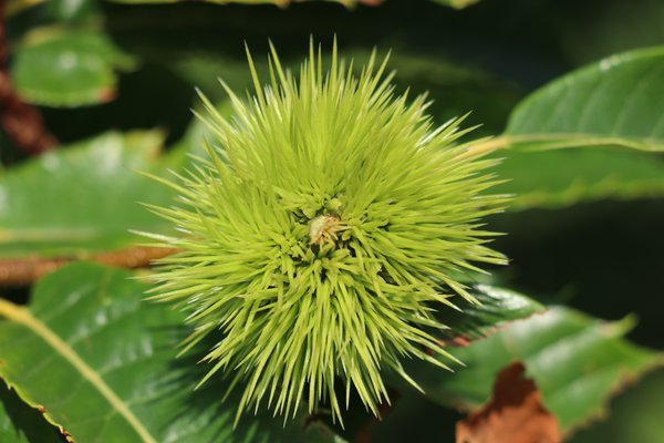 Fruit du ch&acirc;taignier (Castanea sativa)