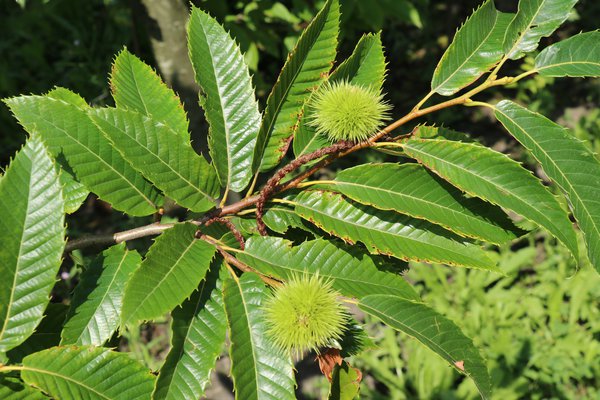 Ch&acirc;taignier Ch&acirc;taigne (Castanea sativa)