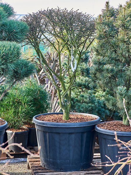 Euonymus alatus, Verzweigt, im 75cm Topf, H�he 170cm, Breite 110cm