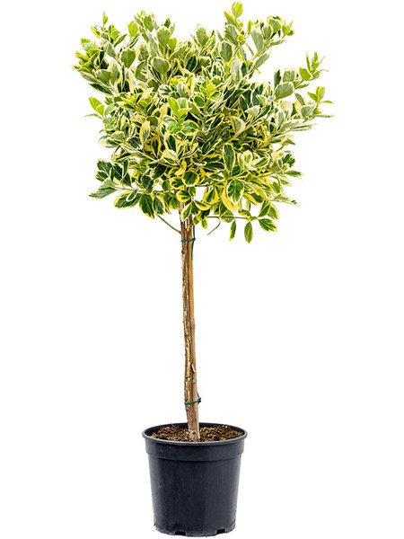 Euonymus jap. 'Albomarginatus', Stamm, im 21cm Topf, H�he 90cm, Breite 40cm