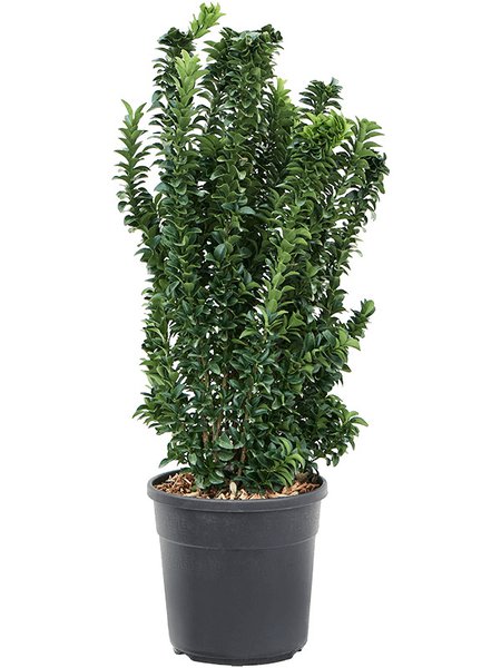 Euonymus jap. 'Benkomasaki', Busch, im 24cm Topf, H�he 75cm, Breite 30cm