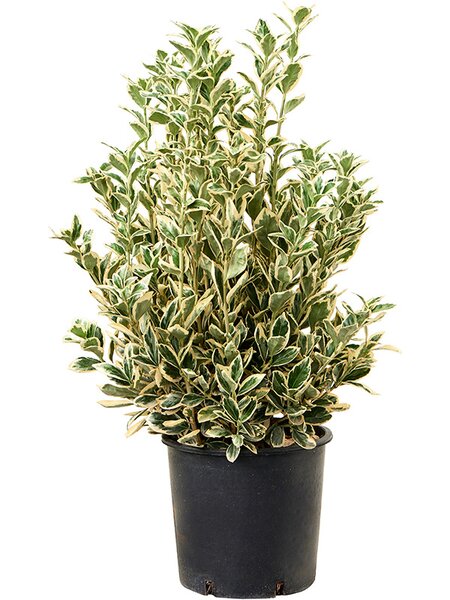 Euonymus jap. 'Bravo', Busch, im 24cm Topf, H�he 85cm, Breite 40cm