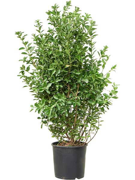Euonymus japonicus, Busch, im 30cm Topf, H�he 140cm, Breite 65cm
