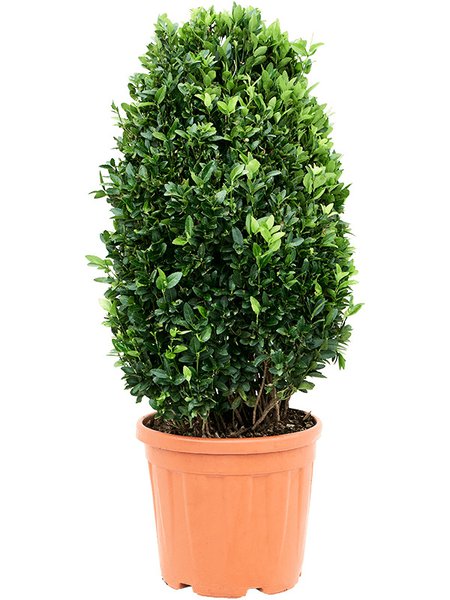 Euonymus japonicus 'Compactus', Busch, im 34cm Topf, H�he 110cm, Breite 60cm