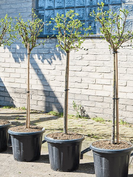Euonymus phellomanus, Stamm, im 40cm Topf, H�he 160cm, Breite 60cm