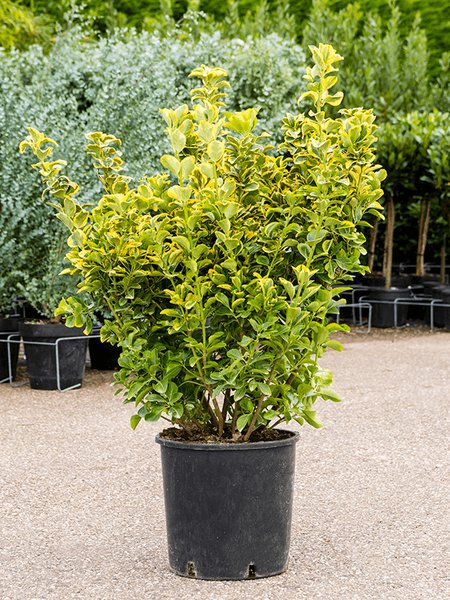 Euonymus pulchellus 'Aurea', Busch, im 30cm Topf, H�he 120cm, Breite 60cm