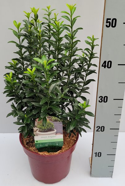 Japanischer Spindelstrauch 'Green Empire'�