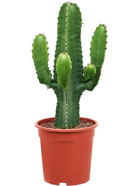 Euphorbia acrurensis (60-80), Verzweigt, im 21cm Topf, H�he 70cm, Breite 25cm