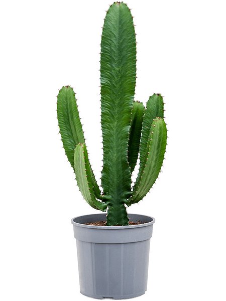 Euphorbia acrurensis, Verzweigt, im 24cm Topf, H�he 80cm, Breite 30cm