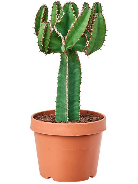 Euphorbia avasmontana, Verzweigt, im 24cm Topf, H�he 65cm, Breite 35cm