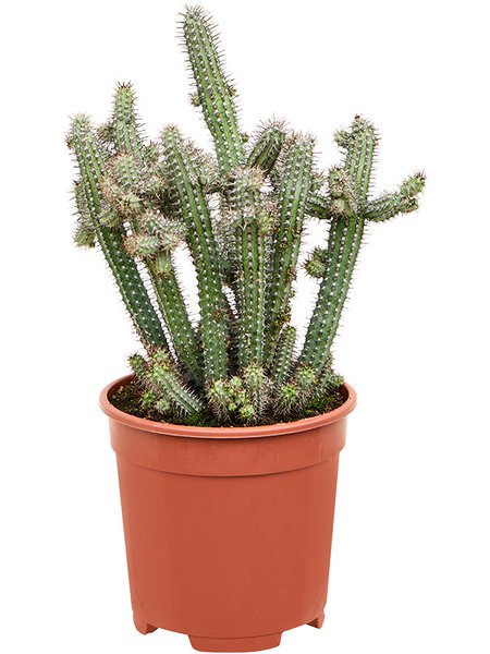Euphorbia baioensis, Verzweigt, im 17cm Topf, H�he 45cm, Breite 30cm