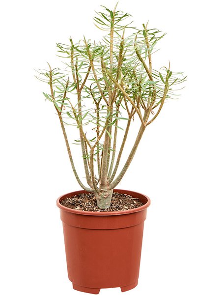 Euphorbia balsamifera, Verzweigt, im 17cm Topf, H�he 40cm, Breite 25cm