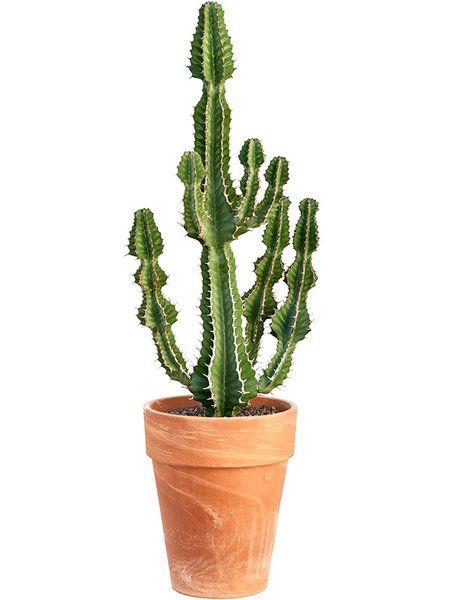 Euphorbia cooperi 'Blue', Verzweigt, im 30cm Topf, H�he 120cm, Breite 40cm