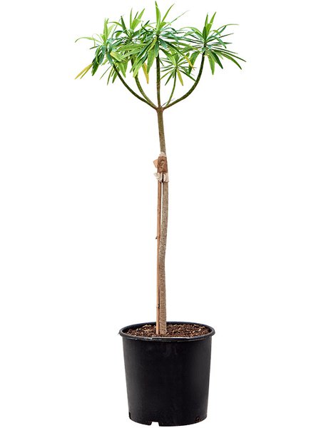 Euphorbia dendroides (120-150), Stamm, im 32cm Topf, H�he 135cm, Breite 50cm