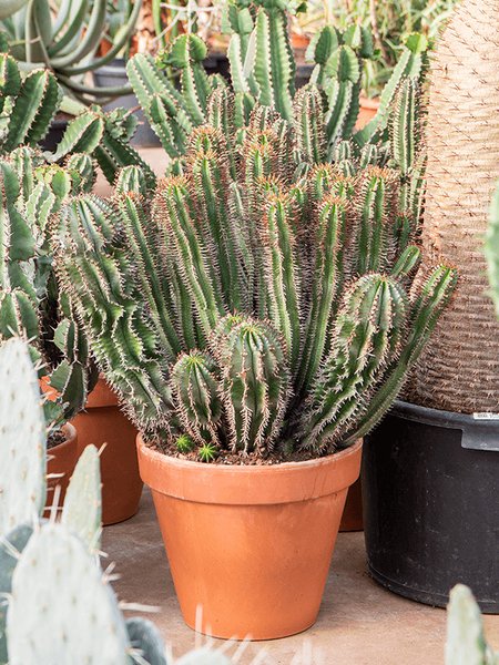 Euphorbia enopla, Verzweigt, im 35cm Topf, H�he 80cm, Breite 60cm