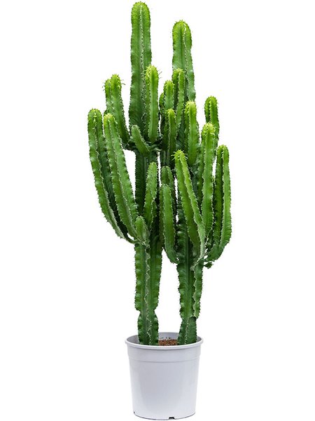 Euphorbia erytrea 2pp, Verzweigt, im 27cm Topf, H�he 140cm, Breite 40cm
