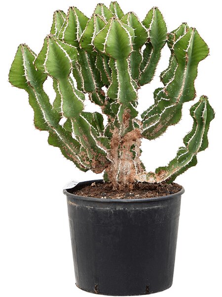 Euphorbia fortissima (65-75), Verzweigt, im 30cm Topf, H�he 80cm, Breite 60cm