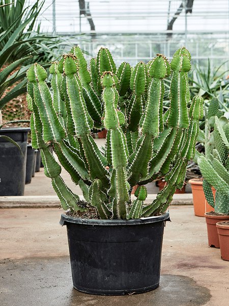 Euphorbia fortissima, Verzweigt, im 30cm Topf, H�he 120cm, Breite 45cm