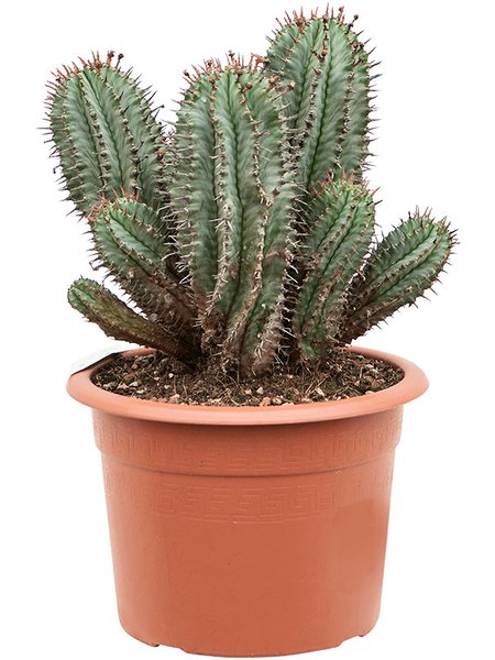 Euphorbia horrida, im 25cm Topf, H�he 50cm, Breite 25cm