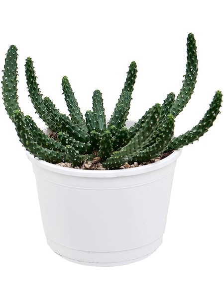 Euphorbia inermis, im 17cm Topf, H�he 20cm, Breite 20cm