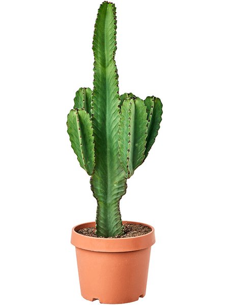 Euphorbia ingens (100-120), Verzweigt, im 32cm Topf, H�he 110cm, Breite 45cm
