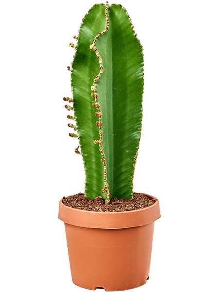 Euphorbia ingens 'Curly', Stamm, im 24cm Topf, H�he 70cm, Breite 25cm