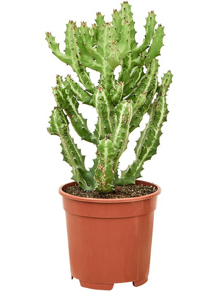 Euphorbia lactea 'Compacta', Verzweigt, im 17cm Topf, H�he 50cm, Breite 40cm