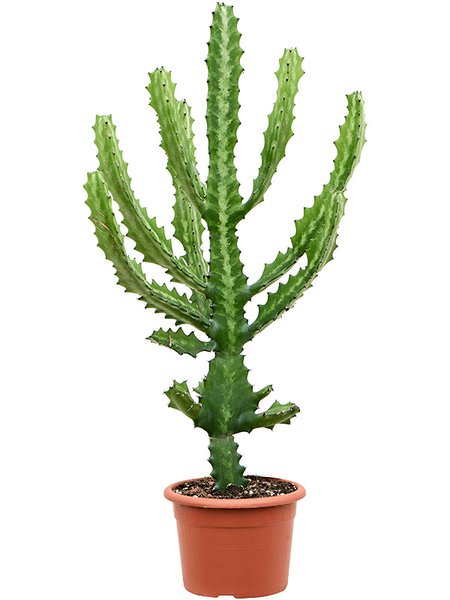 Euphorbia lactea, Verzweigt, im 22cm Topf, H�he 90cm, Breite 350cm