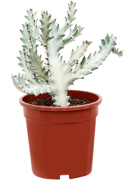 Euphorbia lactea 'White Ghost', Verzweigt, im 17cm Topf, H�he 40cm, Breite 20cm