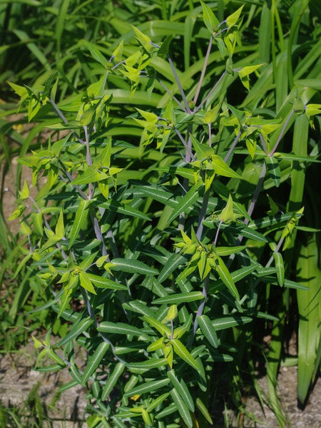 Euphorbia lathyris