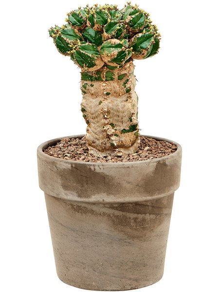 Euphorbia makallensis, Verzweigt, H�he 45cm, Breite 25cm