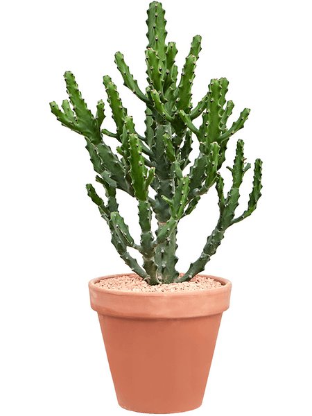 Euphorbia mayuranathanii, Verzweigt, im 27cm Topf, H�he 120cm, Breite 55cm