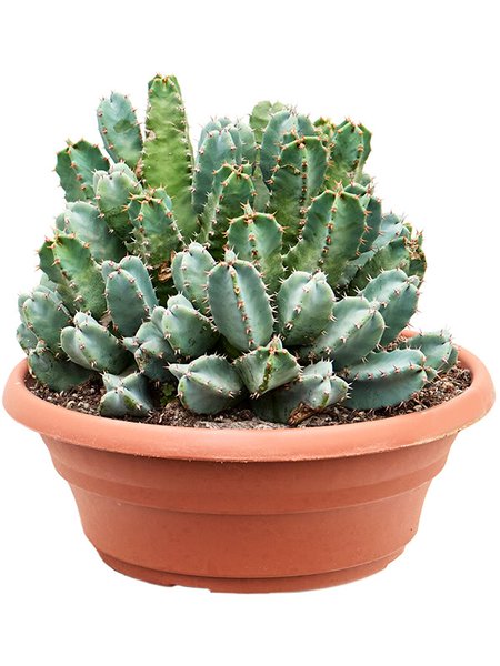 Euphorbia resinifera (30-40), Busch, im 30cm Topf, H�he 35cm, Breite 30cm