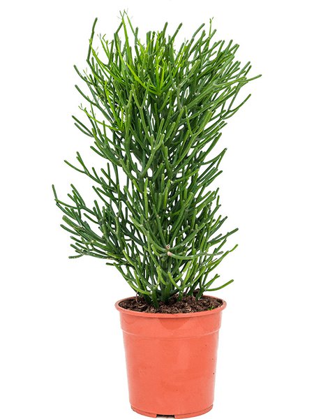 Euphorbia tirucalli, Bush, im 24cm Topf, H�he 80cm, Breite 40cm