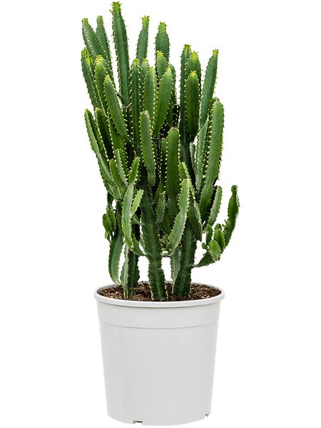 Euphorbia triangularis, Verzweigt, im 27cm Topf, H�he 100cm, Breite 45cm