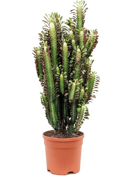 Euphorbia trigona 'Rubra', Verzweigt, im 20cm Topf, H�he 55cm, Breite 30cm