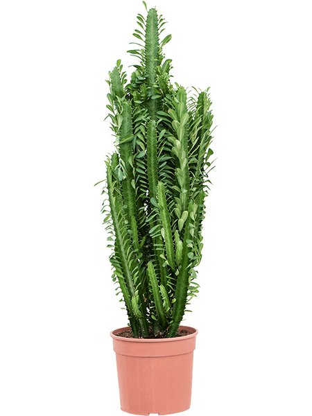 Euphorbia trigona, Verzweigt, im 24cm Topf, H�he 110cm, Breite 45cm