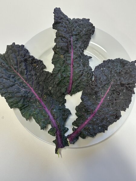 Everkale, Palmy Lilly, Kohl, Brassica, Gem�se (Bra-ol 23)
