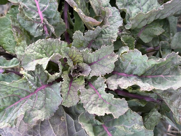 Everkale, Running Blush, Chou, Brassica, l�gumes (Bra-ol 38), Plantes rustiques