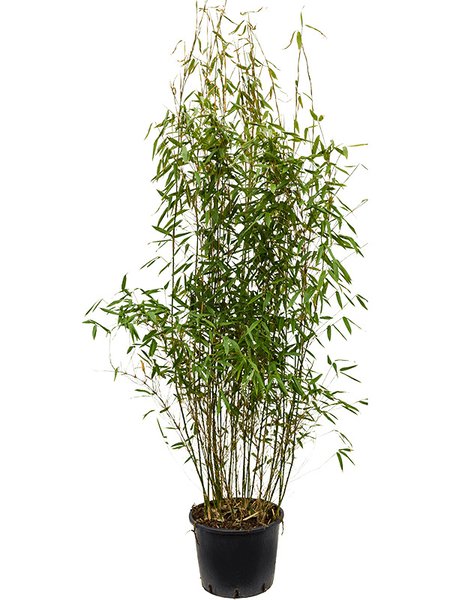 Fargesia murieliae 'Jumbo', Busch, im 32cm Topf, H�he 110cm, Breite 60cm